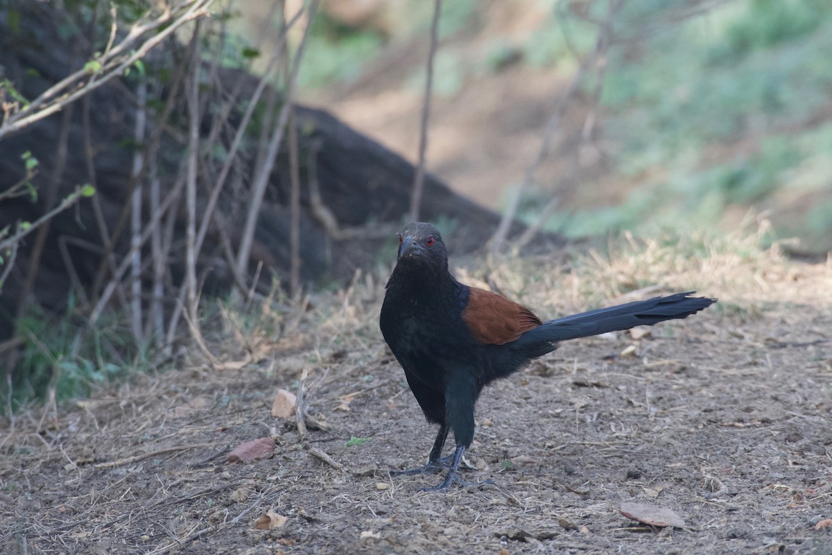 Greater Coucal - ML616713755