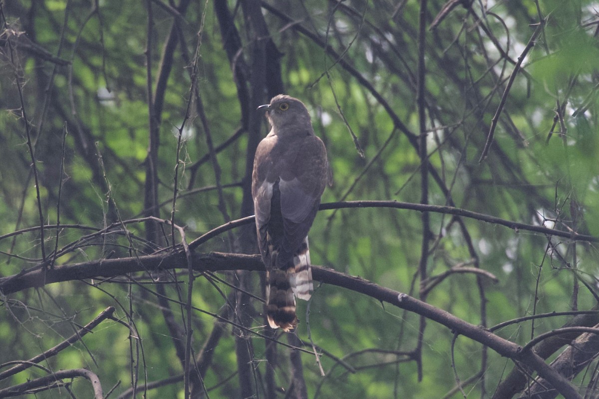 Common Hawk-Cuckoo - ML616713810