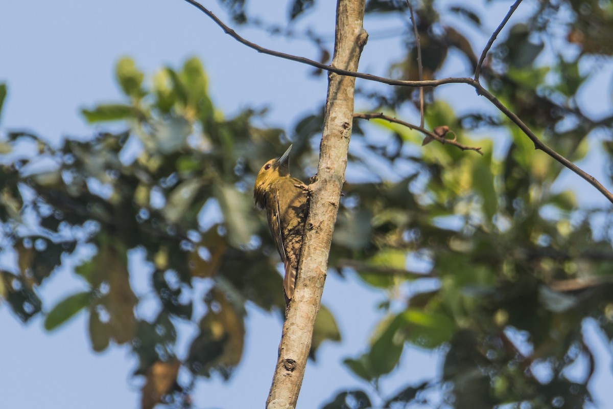 Bamboo Woodpecker - ML616713847