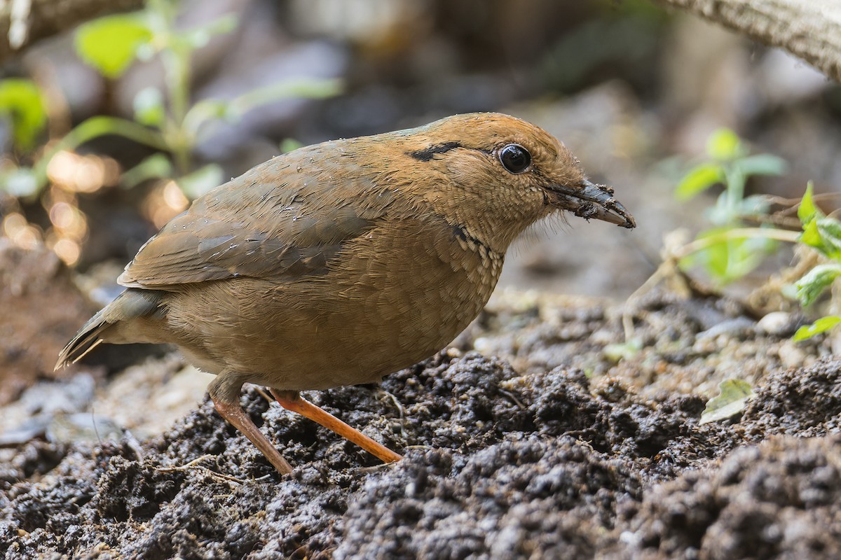 Blue-naped Pitta - ML616713850