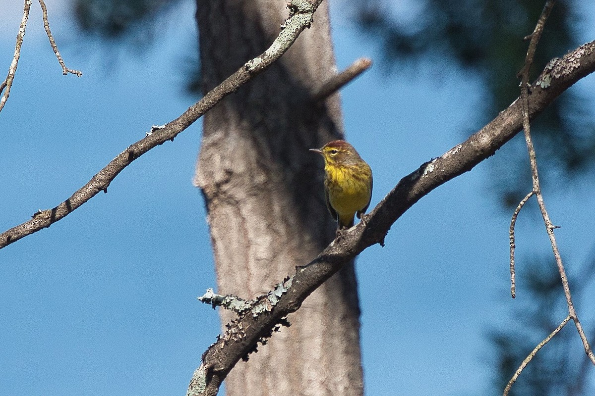 Palm Warbler - ML616713873