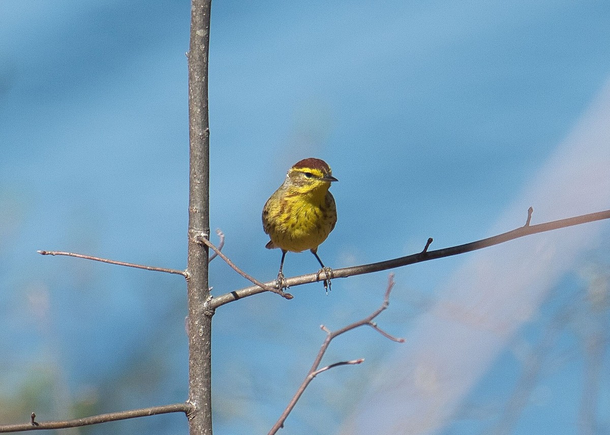 Palm Warbler - ML616713875