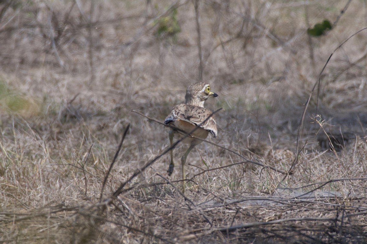 Indian Thick-knee - ML616713891