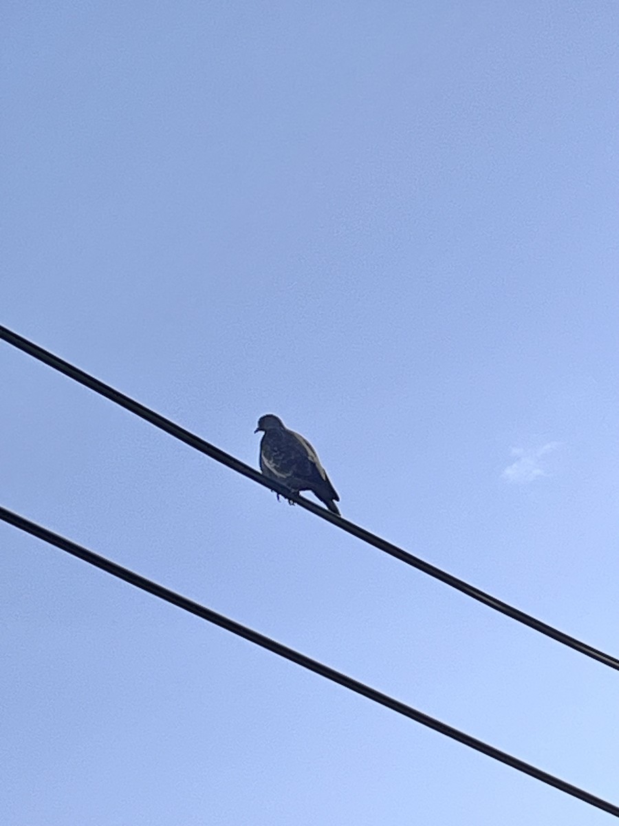 Spot-winged Pigeon - ML616713946
