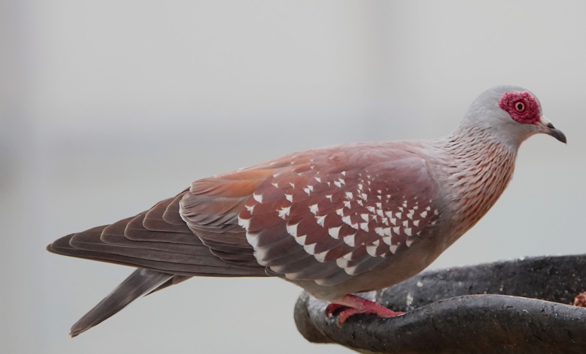 Speckled Pigeon - Rich Wilkens