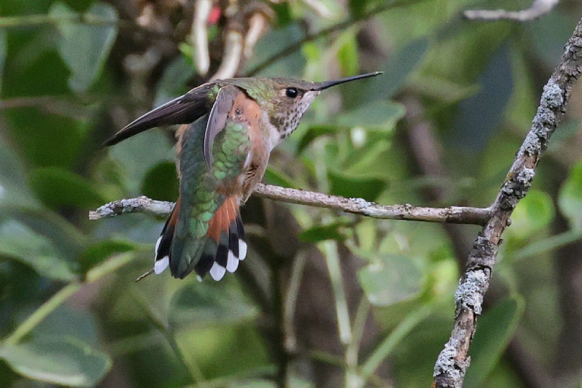 Rufous Hummingbird - Connor Teseny