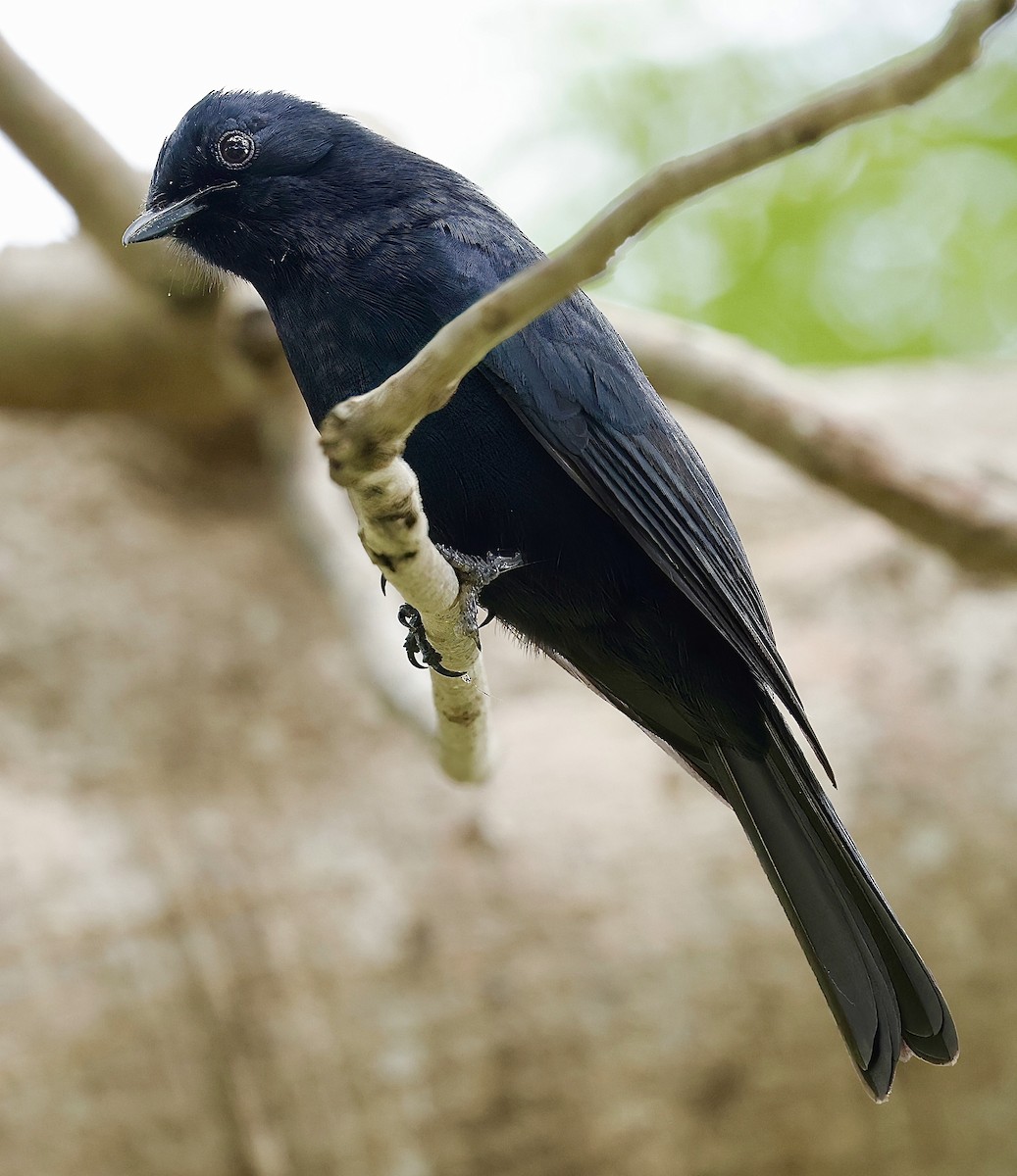 Southern Black-Flycatcher - Jan Hansen