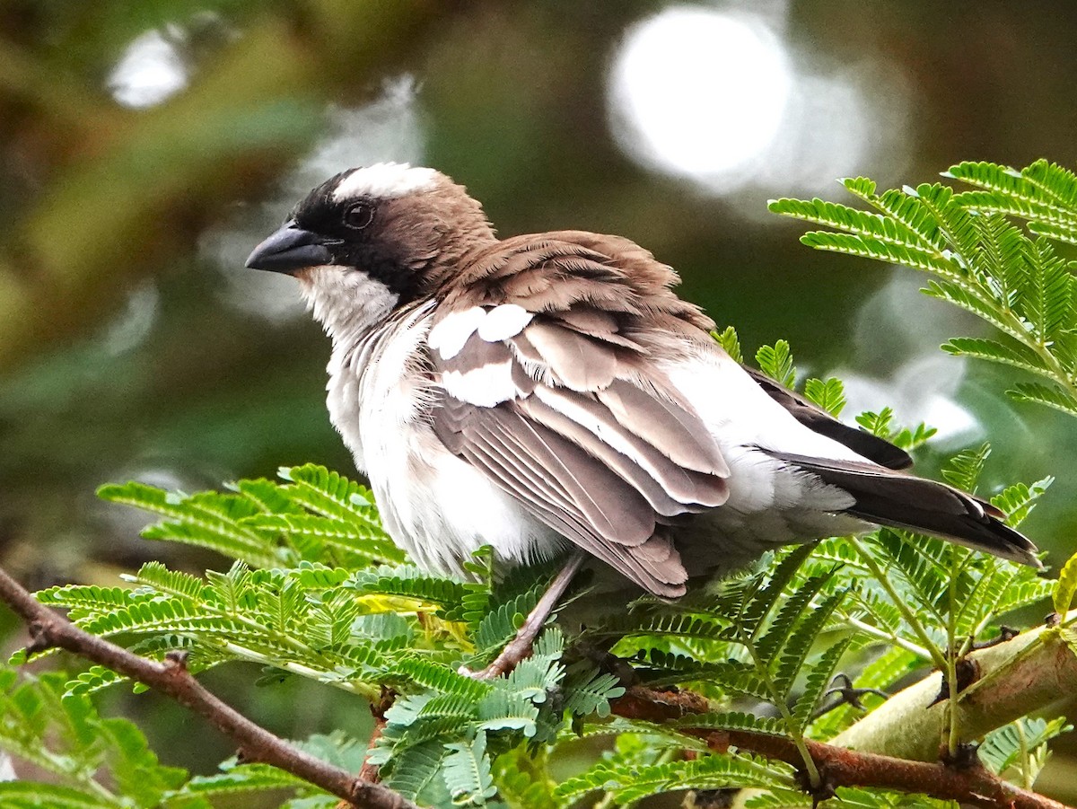 White-browed Sparrow-Weaver - Rich Wilkens