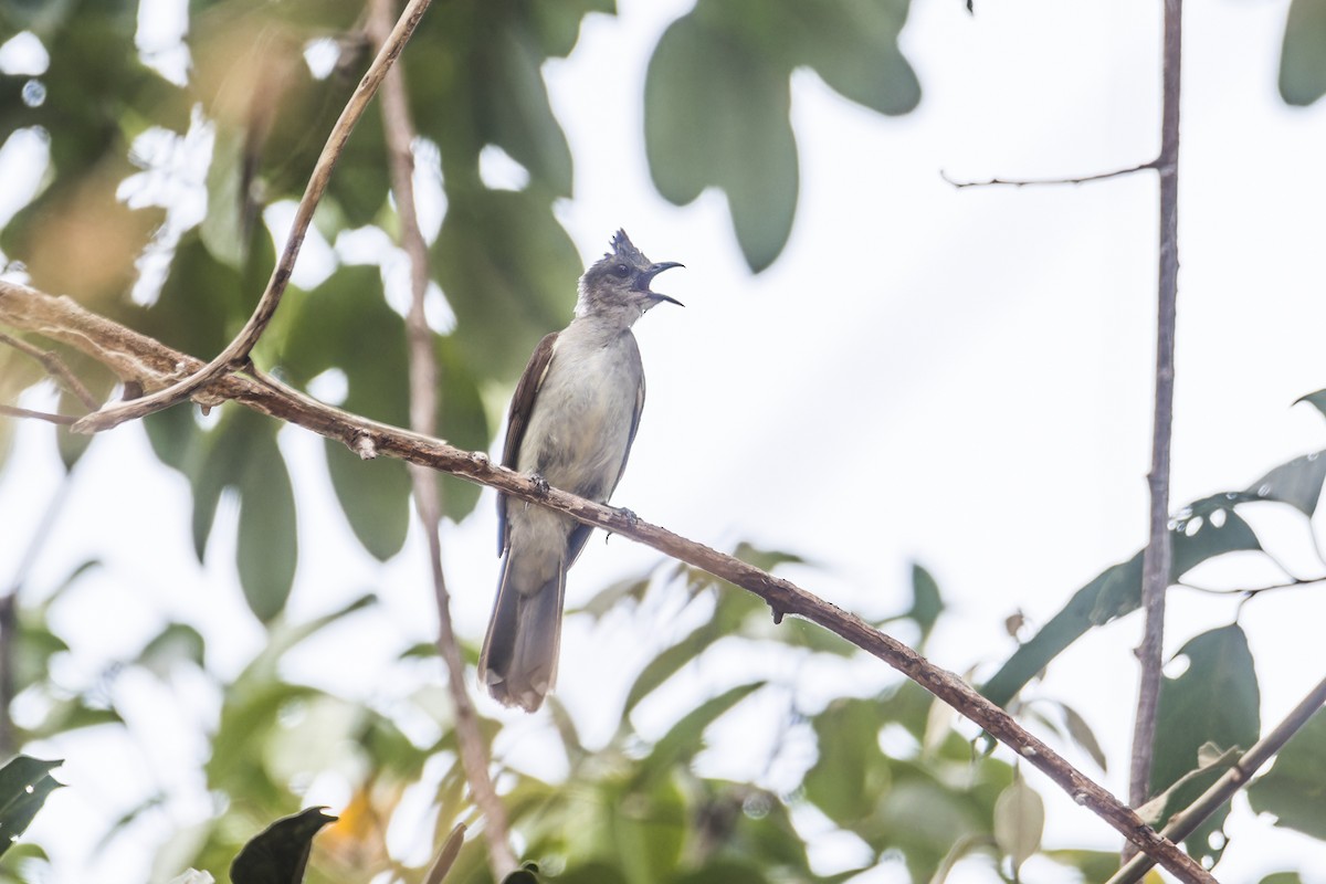 Puff-backed Bulbul - Wich’yanan Limparungpatthanakij