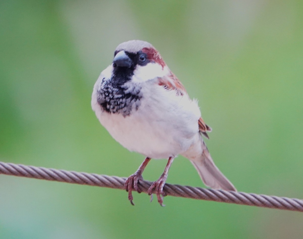 House Sparrow - Rich Wilkens