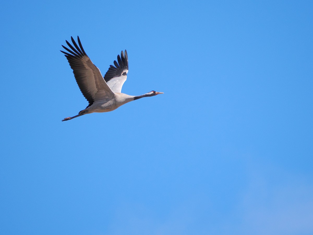 Common Crane - ML616714078