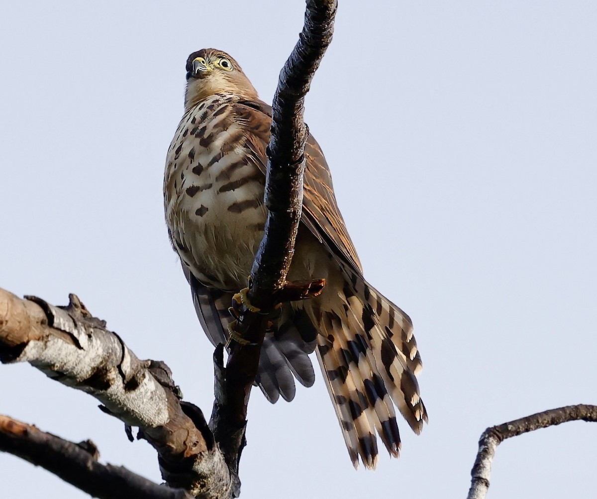 Little Sparrowhawk - ML616714096