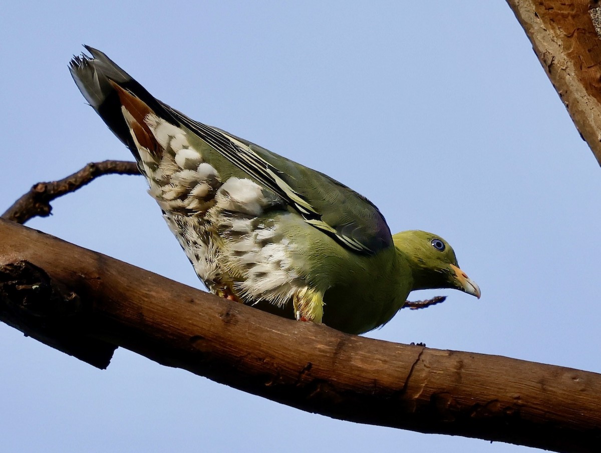 Африканский зелёный голубь - ML616714108