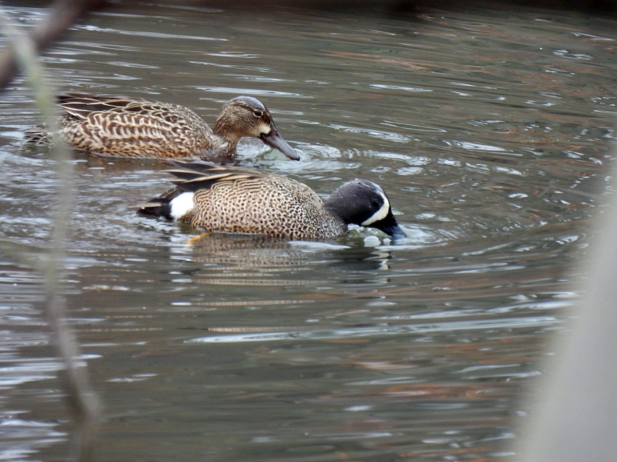 Blue-winged Teal - ML616714139