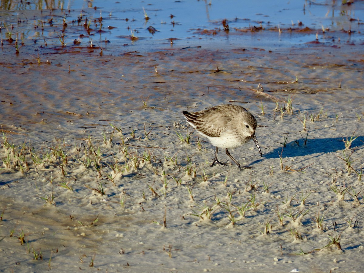 Bécasseau variable - ML616714141