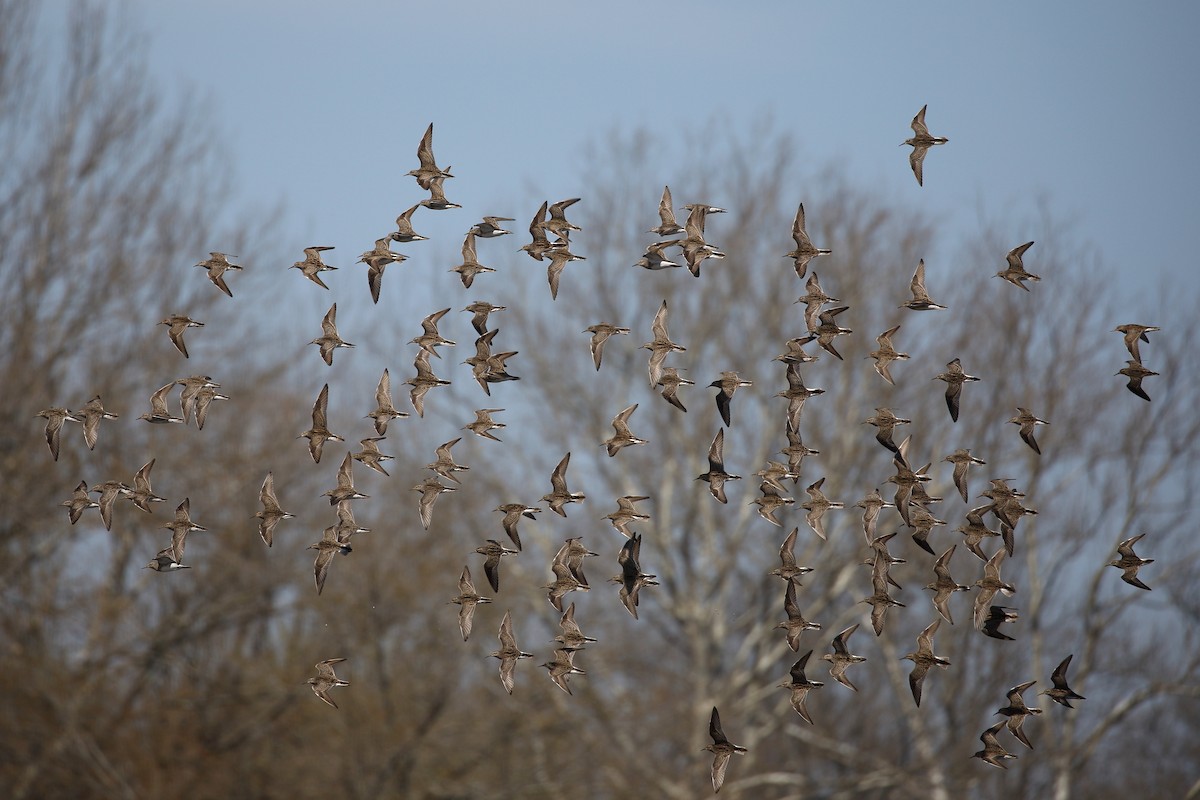 Pectoral Sandpiper - Scott Evans