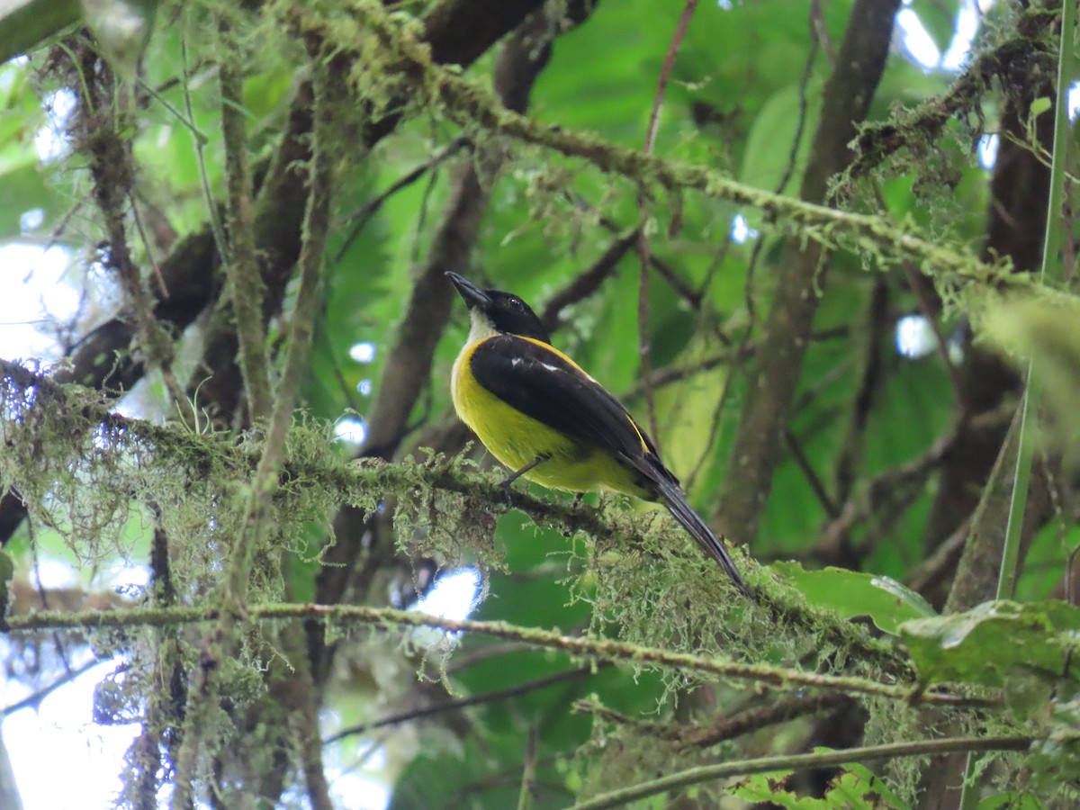 White-throated Shrike-Tanager - Elias Markee-Ratner