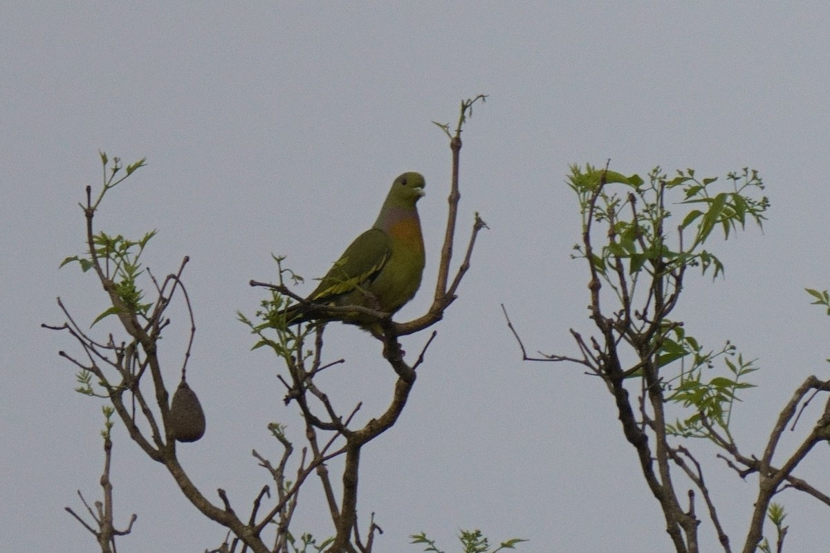 Orange-breasted Green-Pigeon - ML616714171