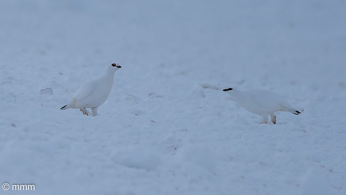 Rock Ptarmigan - Mario Martin