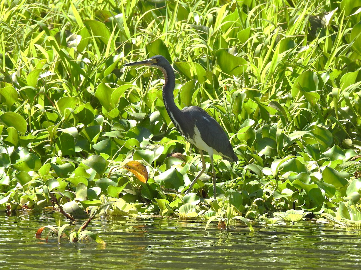 Tricolored Heron - ML616714207