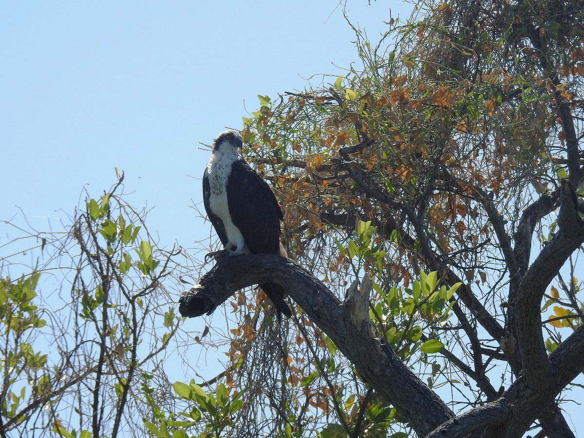 Águila Pescadora - ML616714240