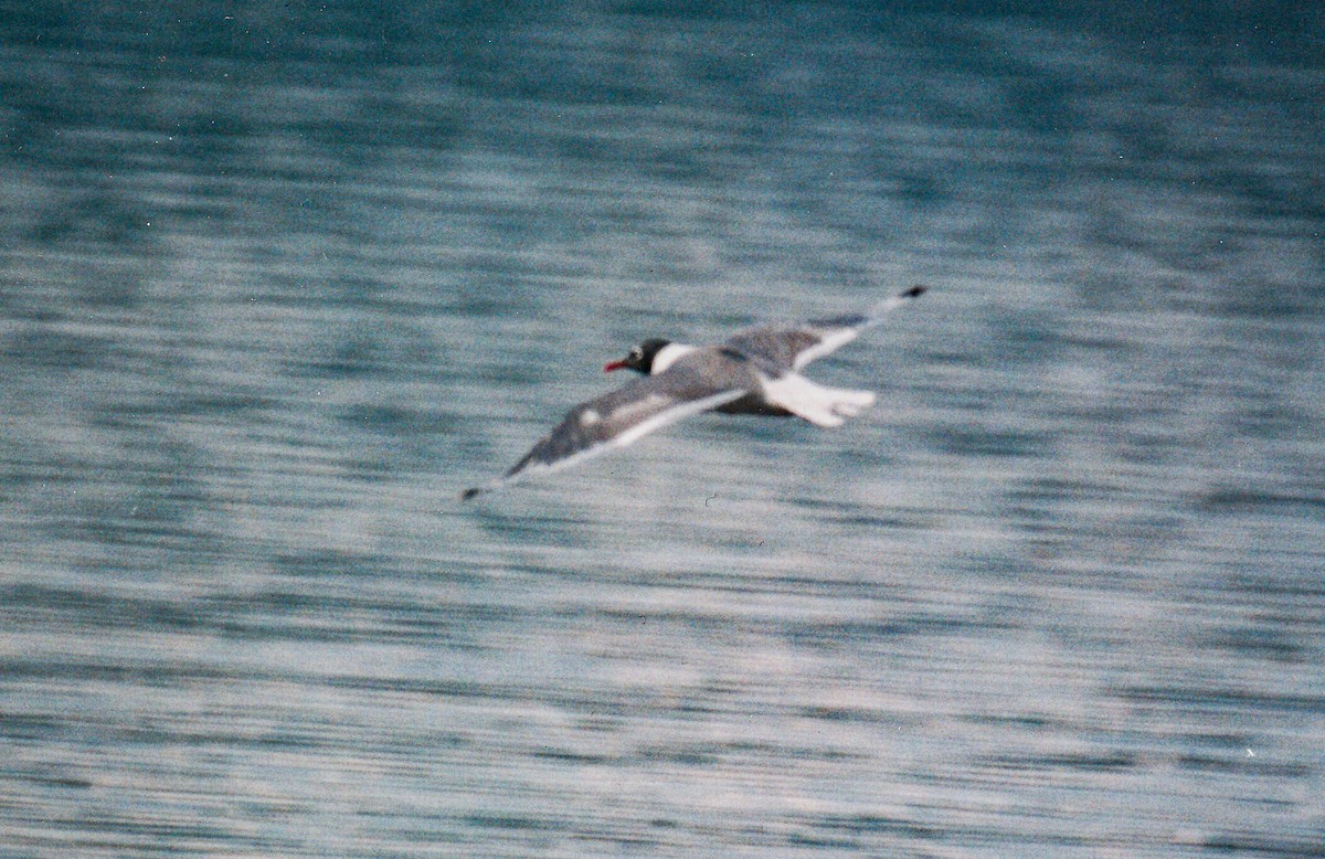 Franklin's Gull - ML616714317