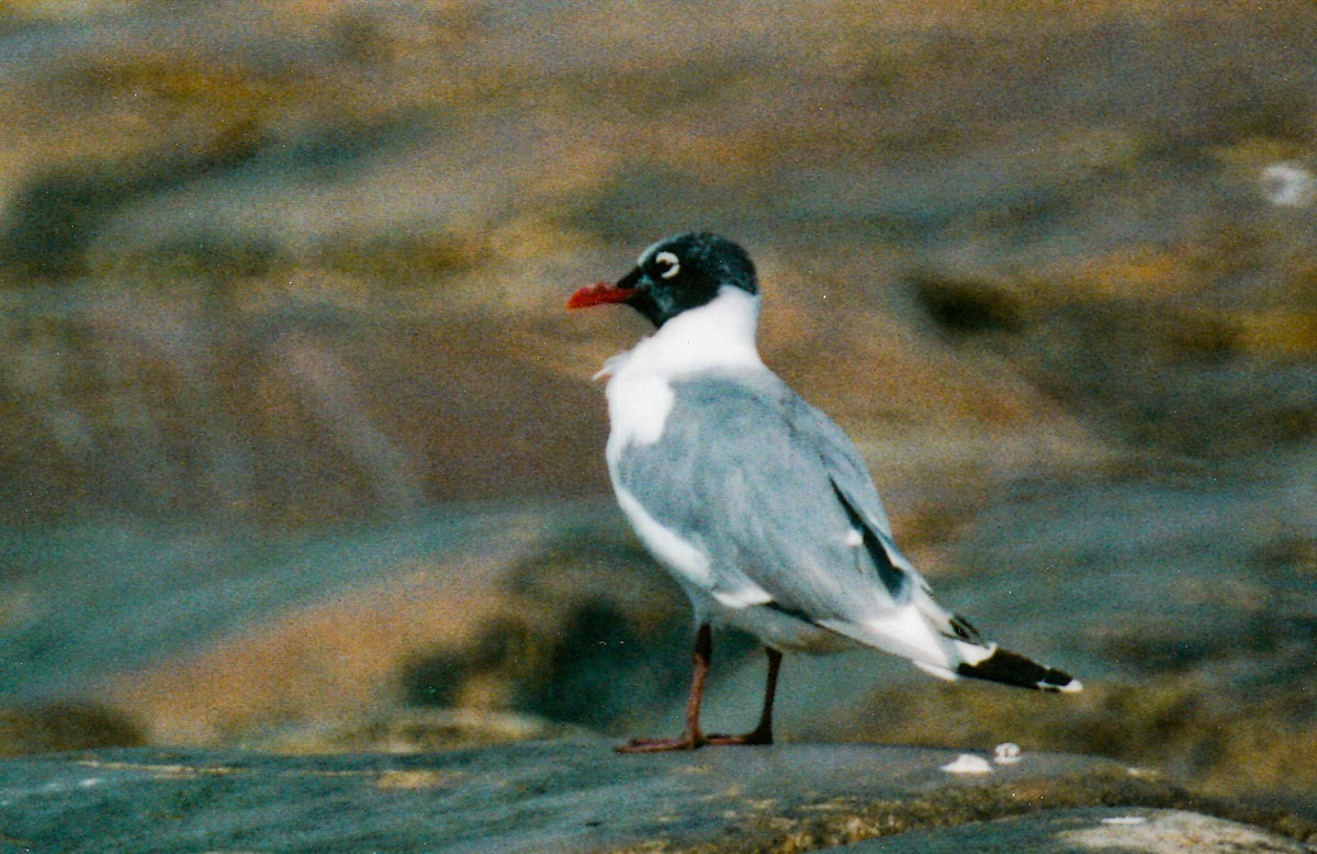 Franklin's Gull - ML616714318