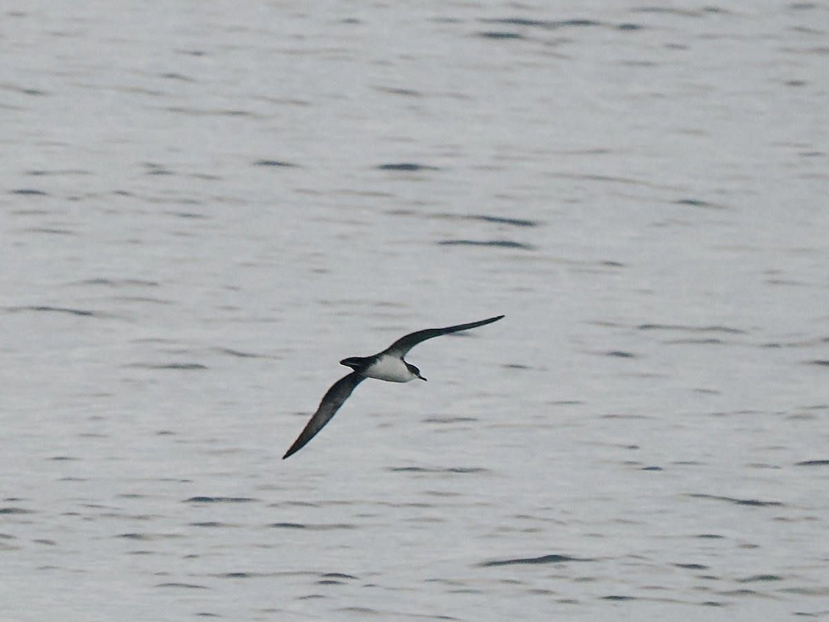 Galapagos Shearwater - ML616714321