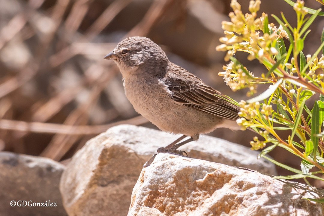 Ash-breasted Sierra Finch - ML616714352