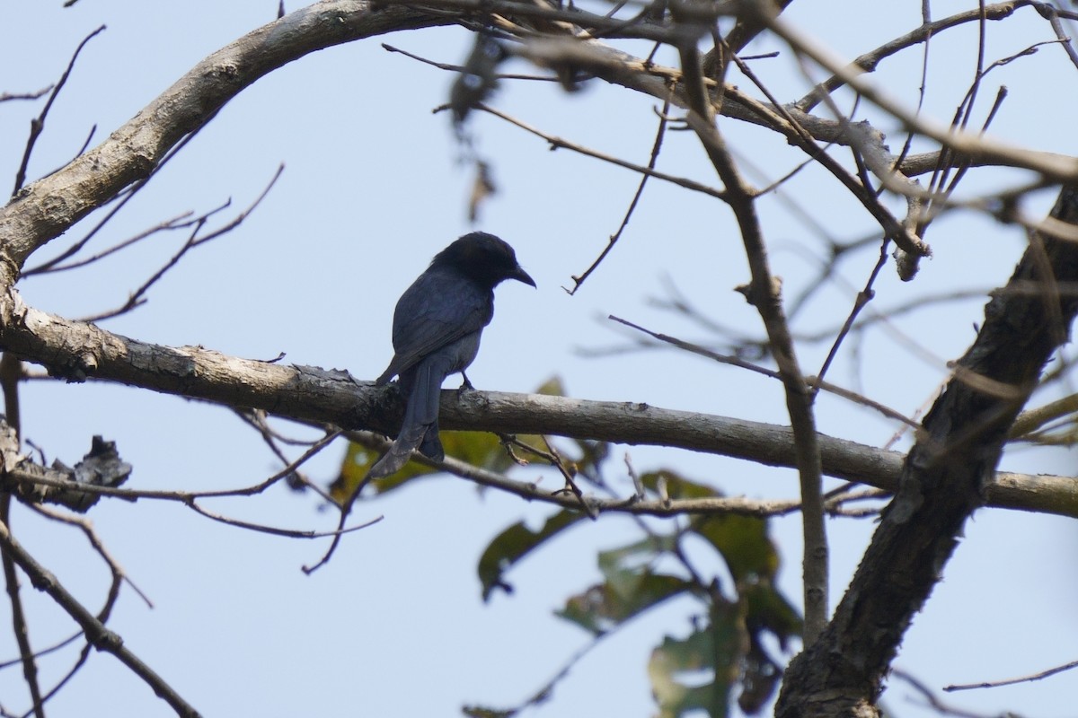 Drongo royal - ML616714359