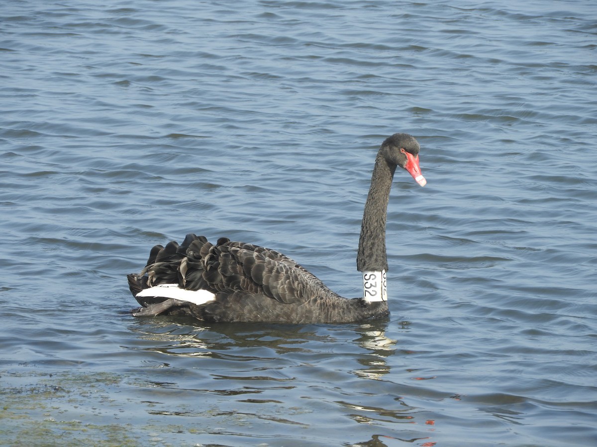 Black Swan - ML616714458