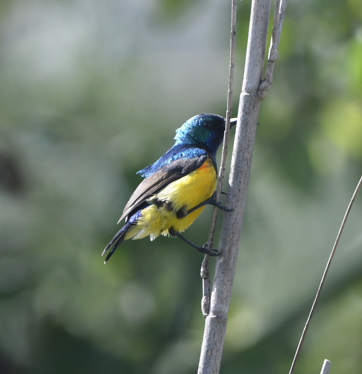 Variable Sunbird (Yellow-bellied) - ML616714473