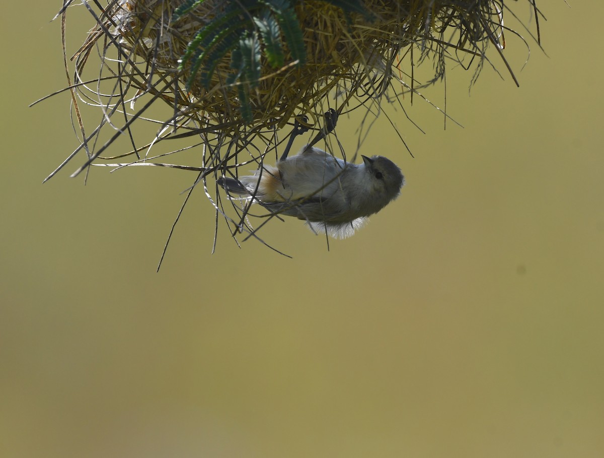 African Penduline-Tit - Gabriel Jamie