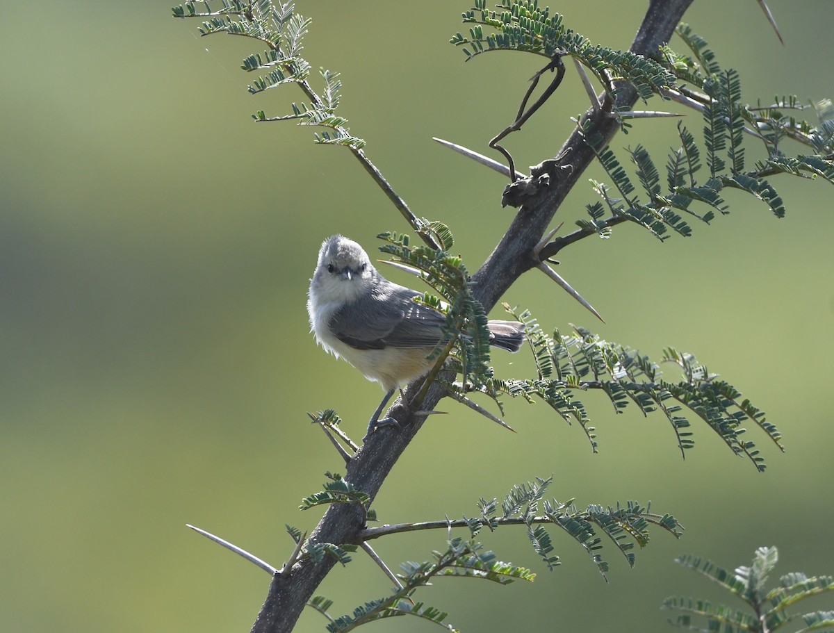 African Penduline-Tit - Gabriel Jamie