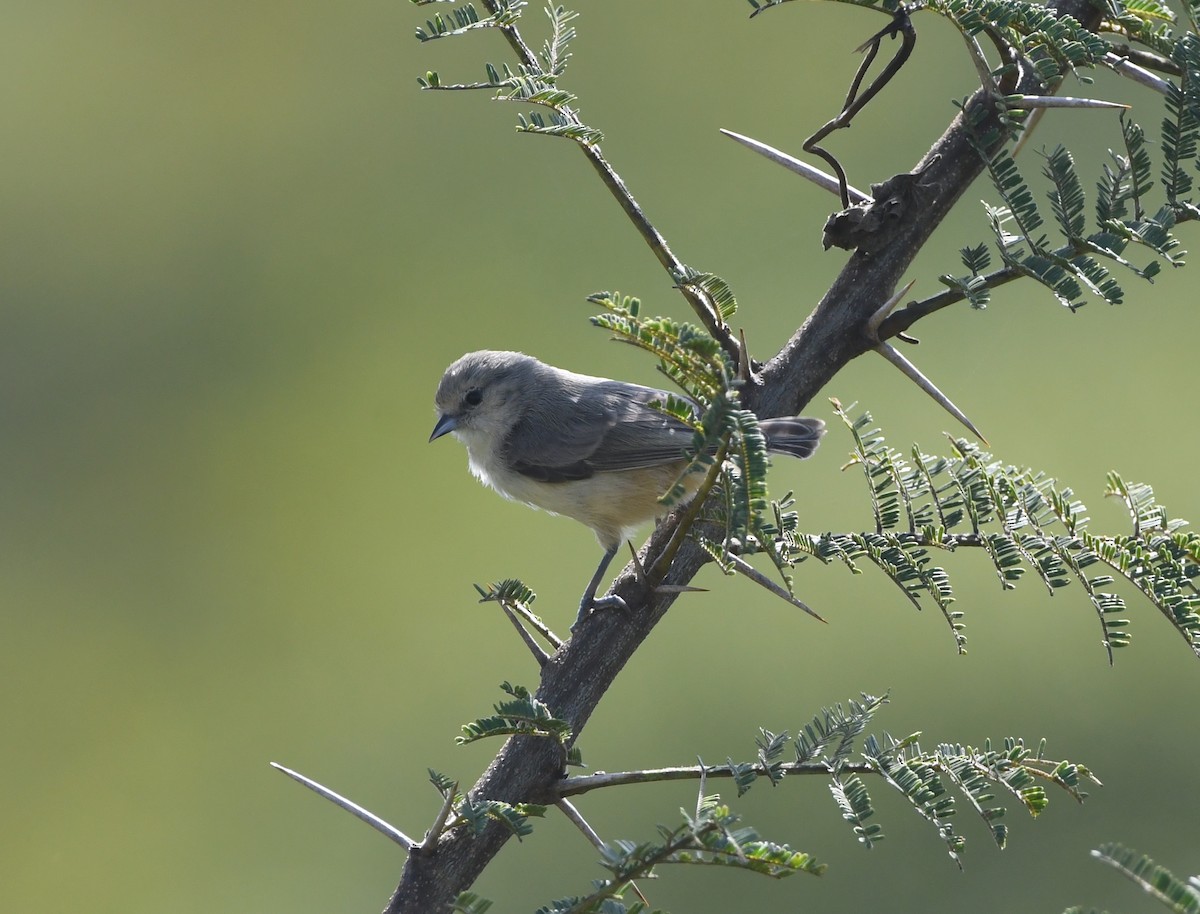 African Penduline-Tit - Gabriel Jamie