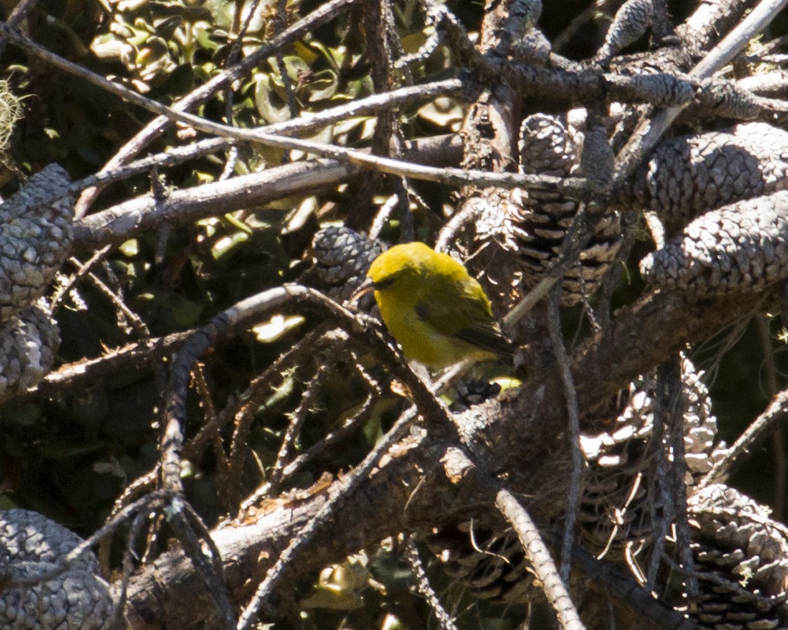 Alauahio de Maui - ML616714577