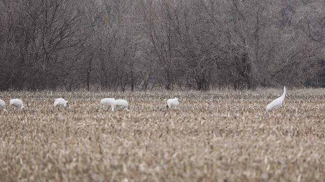 Whooping Crane - ML616714592