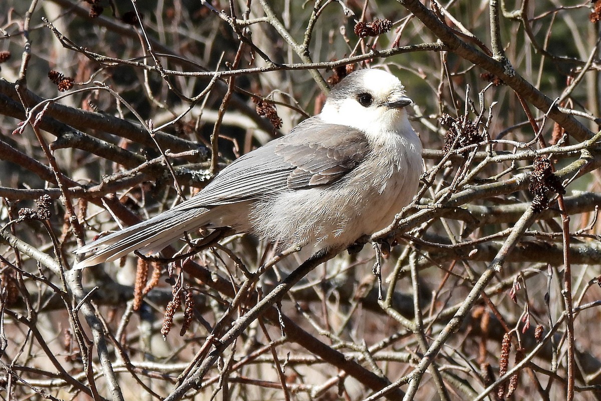 Mésangeai du Canada - ML616714653