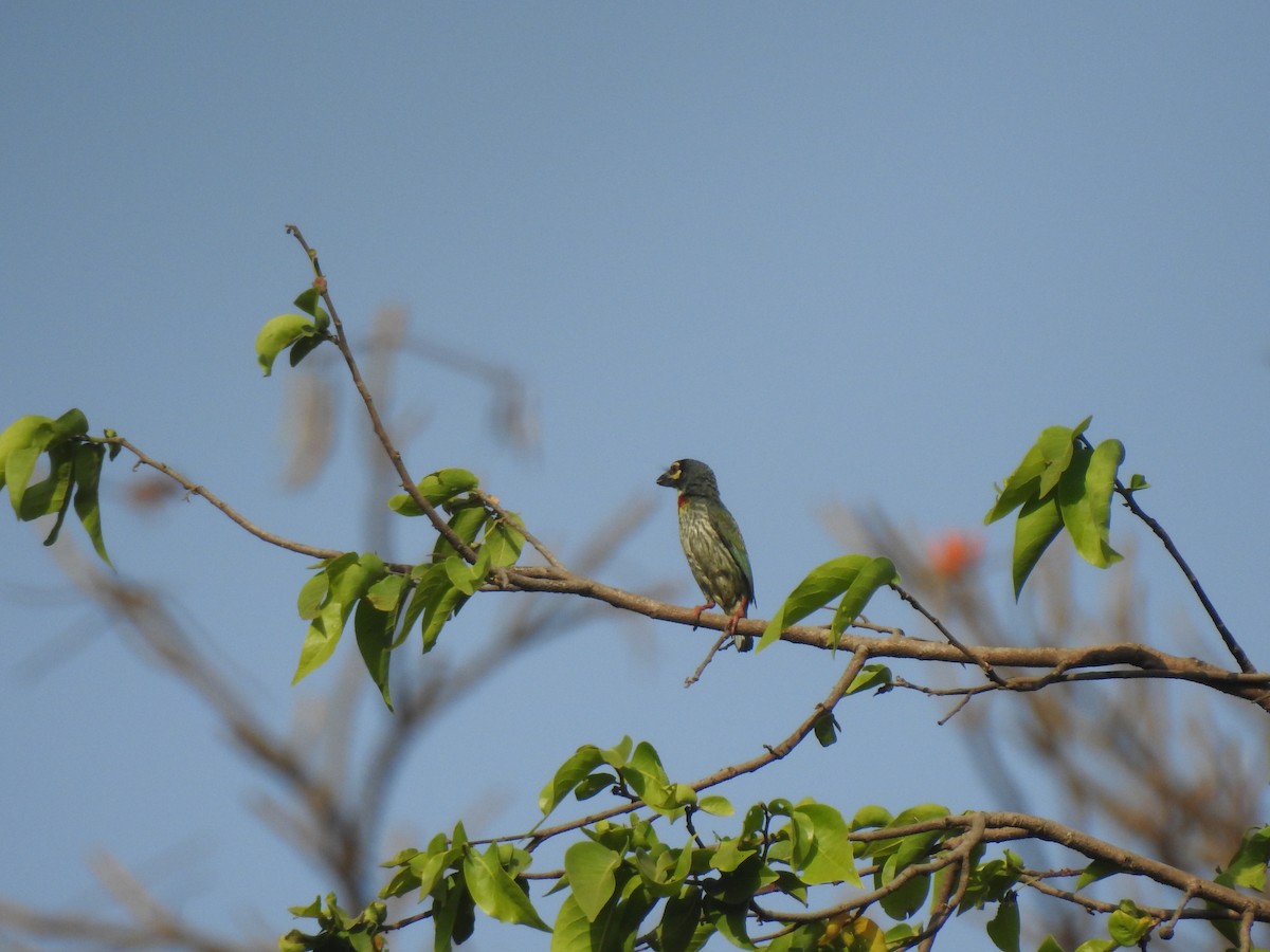 Coppersmith Barbet - Francis D'Souza