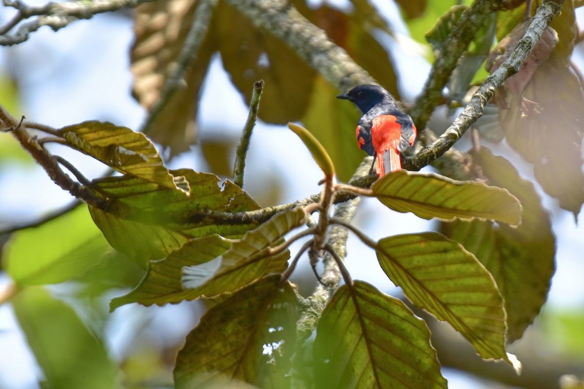 Minivet écarlate - ML616714740