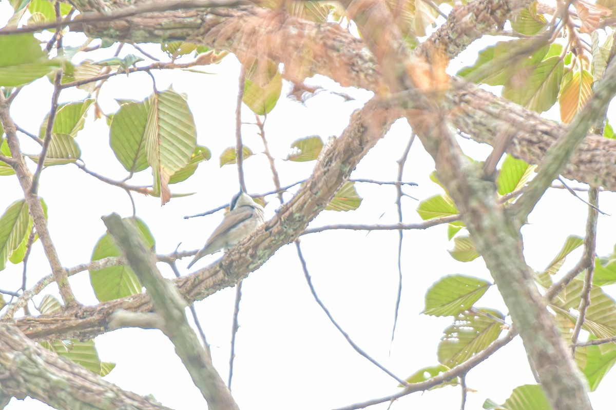 Large Woodshrike - ML616714755