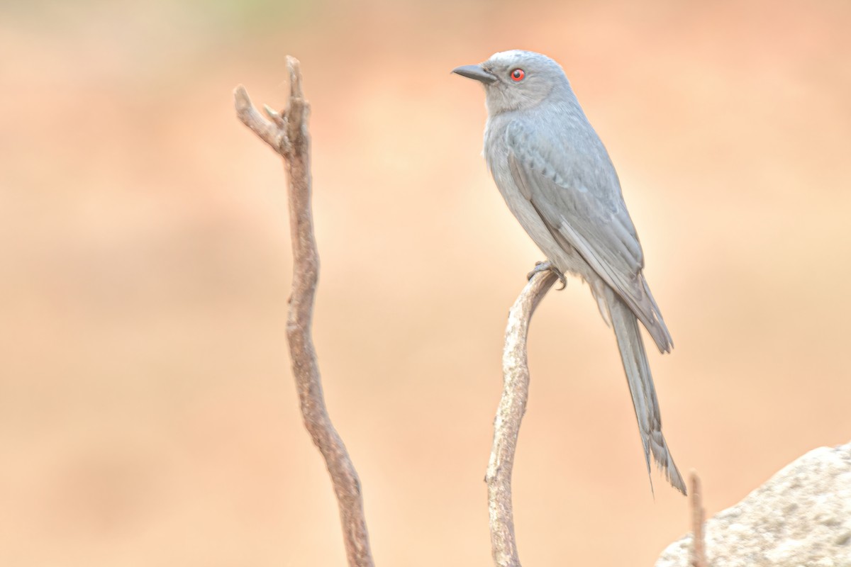 drongo kouřový - ML616714762