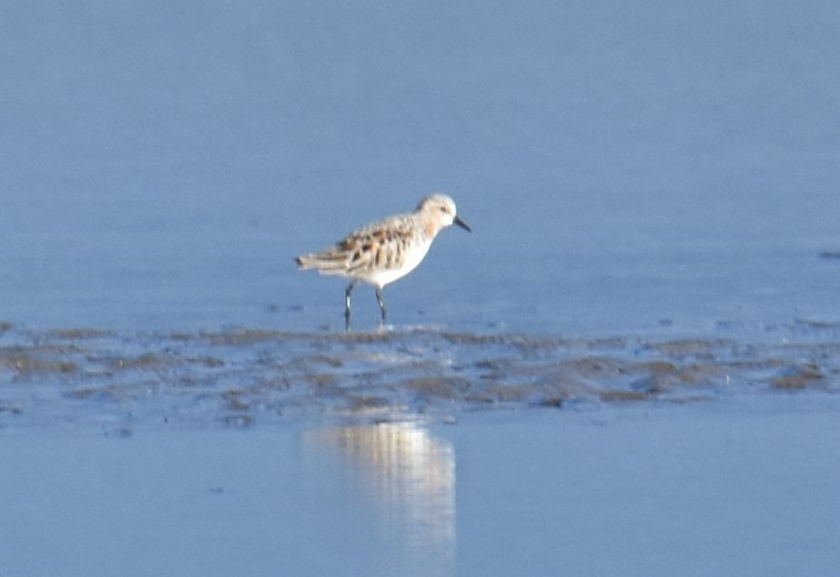 Red-necked Stint - Mark Tarnawski