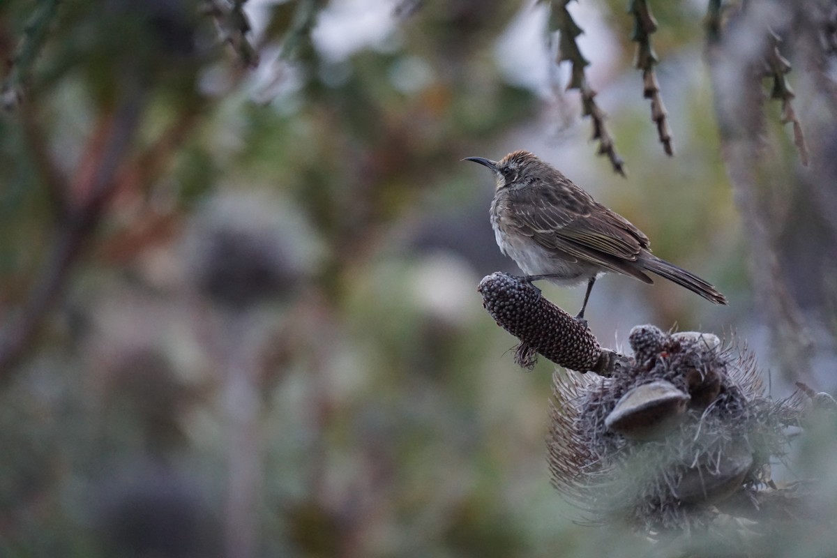 Tawny-crowned Honeyeater - Daniel Delany