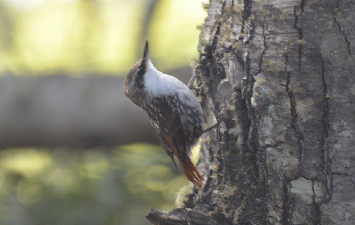 White-throated Treerunner - ML616714822