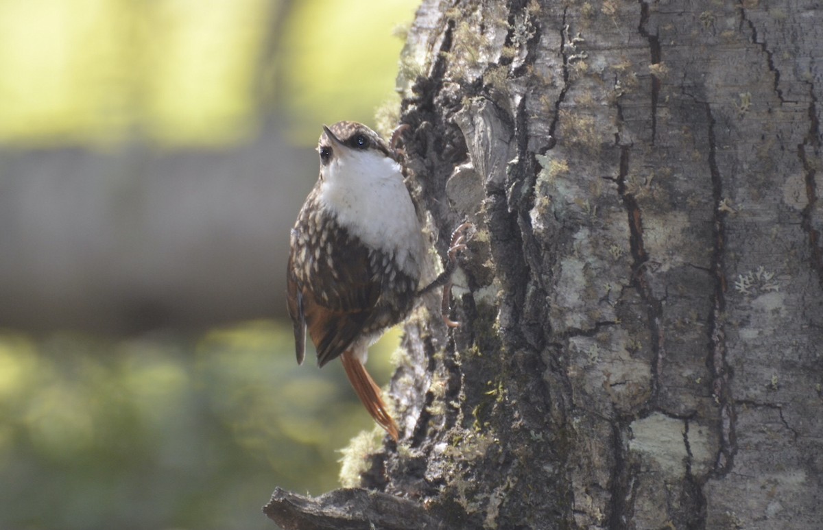 White-throated Treerunner - ML616714823