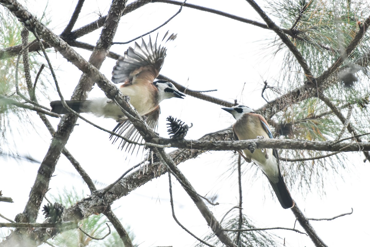 Eurasian Jay - ML616714825