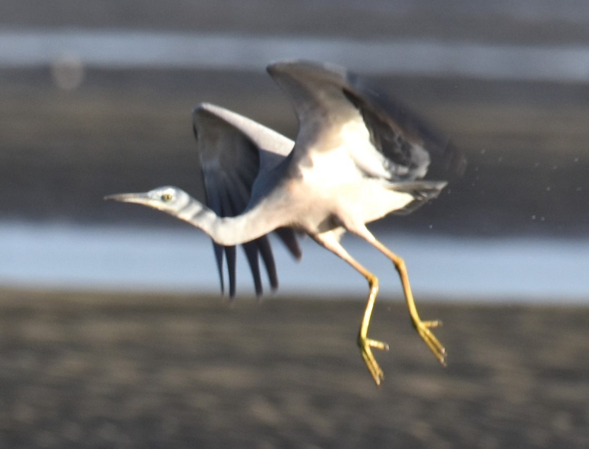 White-faced Heron - Mark Tarnawski