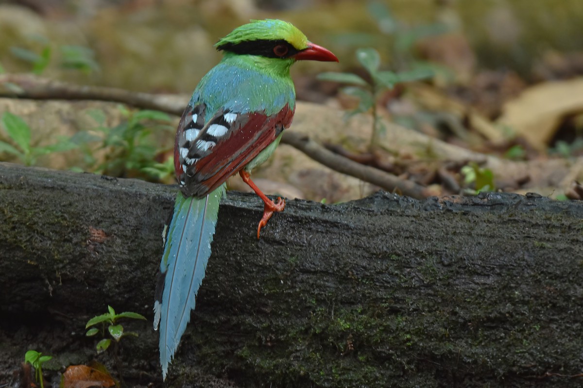 Common Green-Magpie - ML616714837