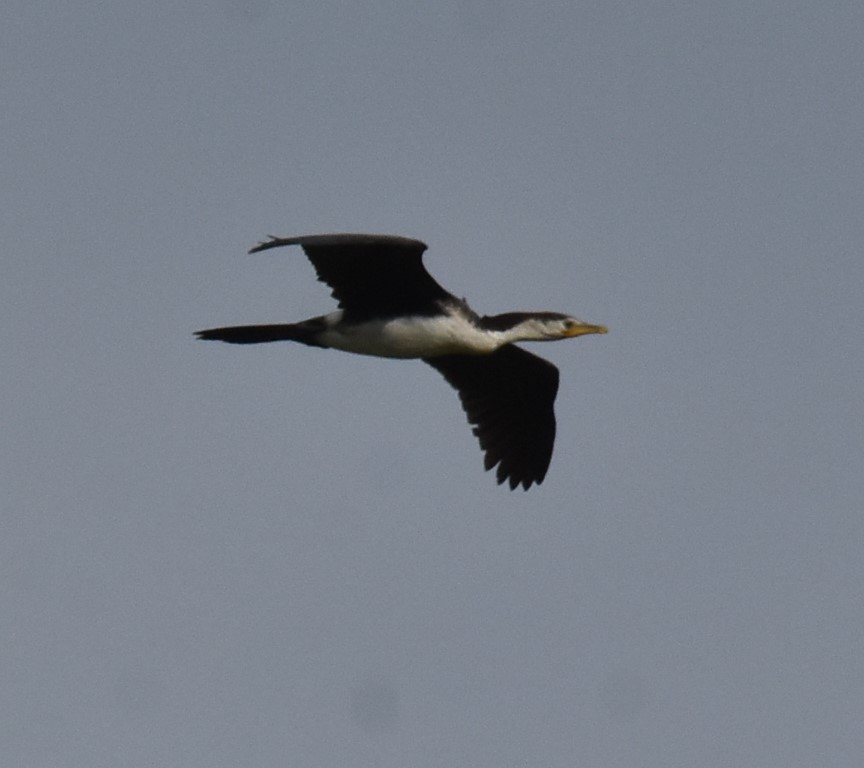 Little Pied Cormorant - Mark Tarnawski